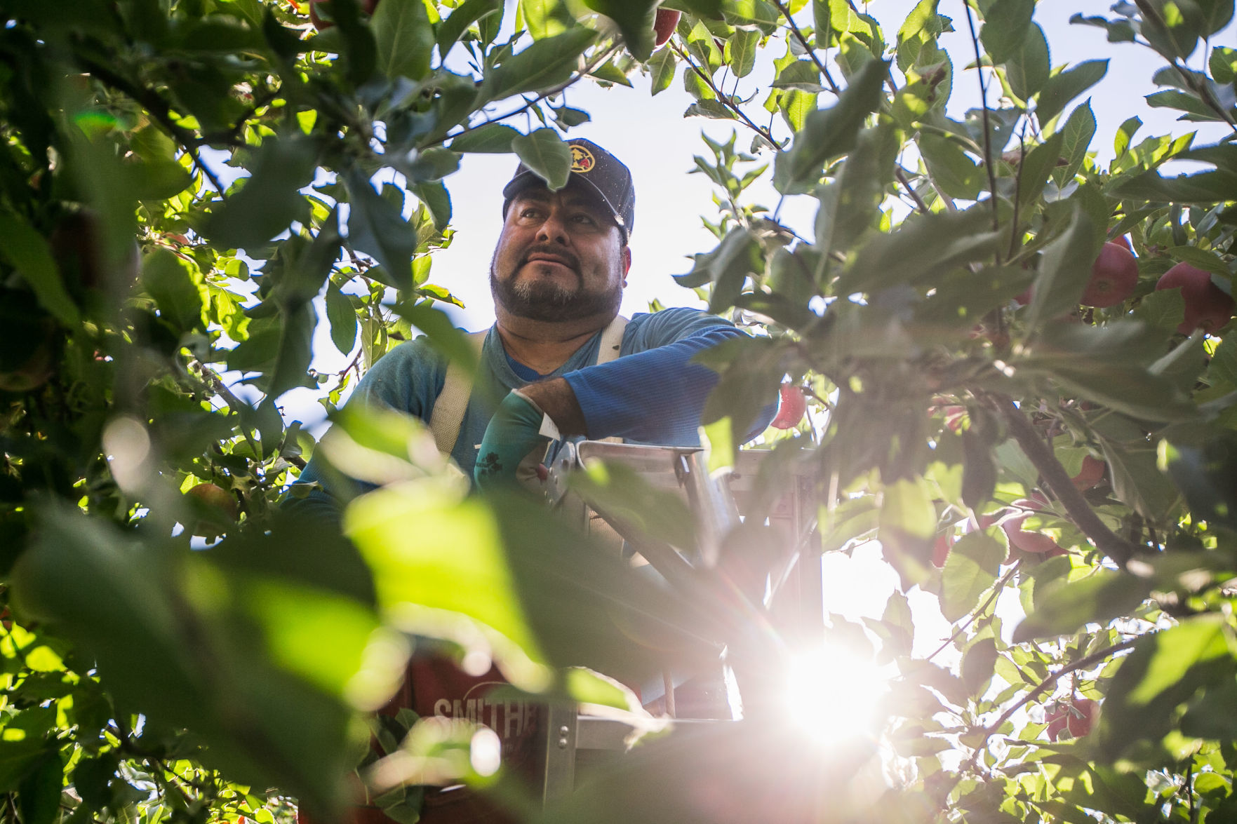 190905-es-news-farmworkershortageapples-3.jpg